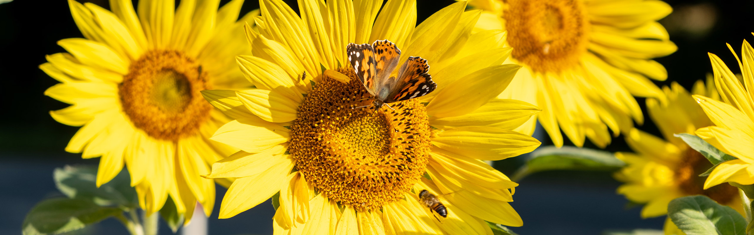 anette-gernow-sommerfugl-top